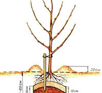 Как и когда правильно сажать яблони
